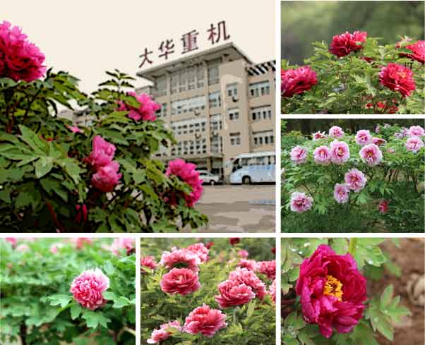 大華重工牡丹花會破碎機(jī)優(yōu)惠活動-公司概括